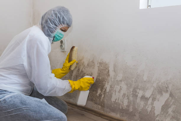 Mold Remediation for Vacation Homes in Lake Clarke Shores, FL